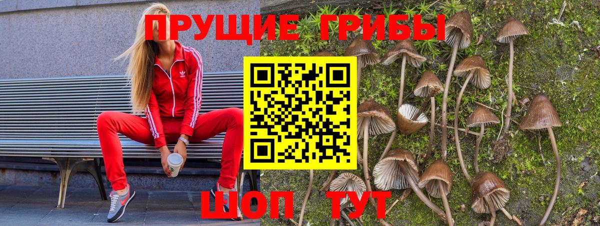 Сызрань  Галлюциногенные грибы Psilocybine cubensis  Вход с VPN 